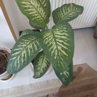 گل زیبای دیفن باخیا