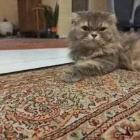 واگذاری گربه بریتیش لانگ هیر|گربه|تهران, ازگل|دیوار