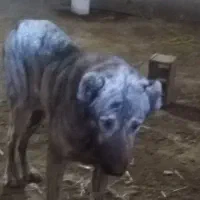 سگ سرابی اصیل