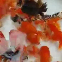 بارماهی گلفیش شارژ شد|ماهی|فولادشهر, مسکن مهر فولادشهر|دیوار