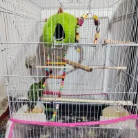 فروش فوری گرینچیک دستی و چلوندنی