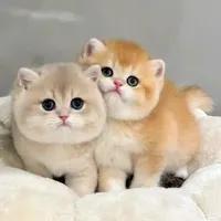 کانال گربه های بریتیش و اسکاتیش Meow Hop