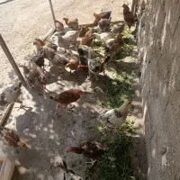 مرغ‌خروس