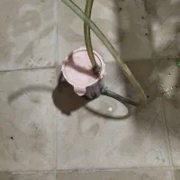 اکواریوم زیبا وسایل|ماهی|مشهد, سیلو|دیوار