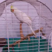 عروس هلندی|پرنده|رشت, کوی یخ|دیوار