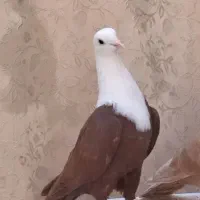 طوقی سرور