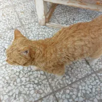 گربه اهلی|گربه|نجفآباد, ویلاشهر|دیوار