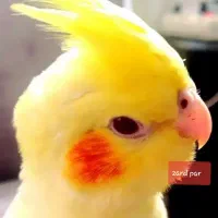 عروس هلندی لوتینوزعفرانی نژاددار،جفتی،پای هم،تعداد|پرنده|بجنورد, |دیوار