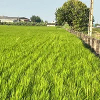 زمین تجاری ۷ هکتاری بر اتوبان کیاکلا به جویبار|فروش دفتر صنعتی، کشاورزی، تجاری|بابل, |دیوار