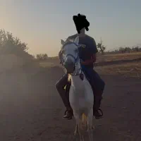 اسب مادیون|اسب و تجهیزات اسب‌سواری|نوبران, |دیوار