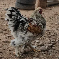 تخم نطفه دار برهما