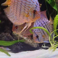 ماهی دیسکس|ماهی|فردیس, شهرک راه آهن|دیوار