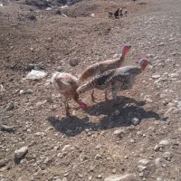 بوقلمون|حیوانات مزرعه|کوزران, |دیوار