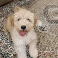 واگذاری سگ شیتزو ۵ماهه