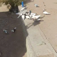 دانه ۳۰۰|حراج|قزوین, |دیوار