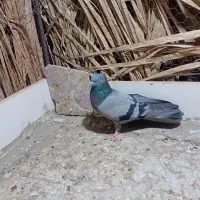 ستا کبوتر|پرنده|فهرج, |دیوار