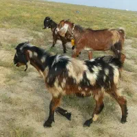 بزغاله پلنگی پاکستانی لنگه ۲قلو|حیوانات مزرعه|گنبد کاووس, |دیوار