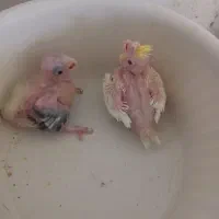 عروس هلندی+مرغ عشق(از سرلاکی تا جف با جوجه)