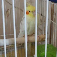عروس هلندی