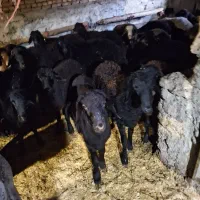 گوسفند قره قزل بره نر|حیوانات مزرعه|اسدآباد, |دیوار