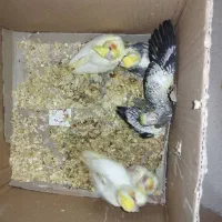 جوجه عروس هلندی نر شاه تخم