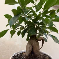 گیاه بونسای