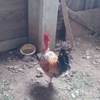 خروس گردن لختی|حیوانات مزرعه|نوشهر, |دیوار