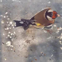 سهره|پرنده|فردیس, سرحدی|دیوار