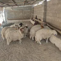 بره پرواری|حیوانات مزرعه|دره شهر, |دیوار