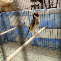 سهره عروس کفتر فنج نرگسی|پرنده|قم, بکایی|دیوار