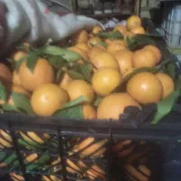 پرتقال محلی کلی