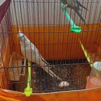 عروس هلندی