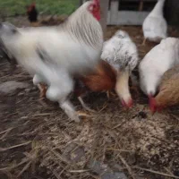 خروس و اردک اسراییلی|حیوانات مزرعه|رشت, بیجارپس|دیوار