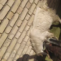 سلام دوستان عزیز