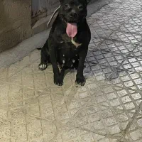 سگ پیتبول|سگ|یزد, |دیوار