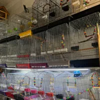 عرضه انواع لوازم جانبی پرندگان