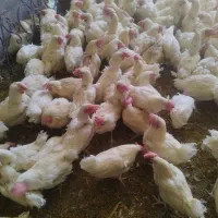 مرغ تخم گذار