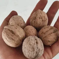 گردو تازه پوست نازک|خوردنی و آشامیدنی|دهگلان, |دیوار