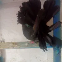 یک جفت کفتره دم چتری اصل