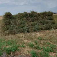 علوفه یونجه