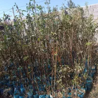 صنوبر / گلابی/ انار / پیوندی / احمد آقایی|خدمات باغبانی و درختکاری|تاکستان, |دیوار