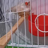 یک جفت فنچ مولدویک عددمرغ عشق نرباقفس|پرنده|ملارد, |دیوار