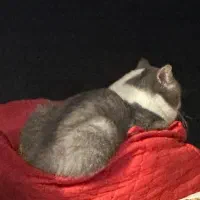 گربه بیریتیش یک سال و نیمه واکسینه|گربه|میبد, |دیوار