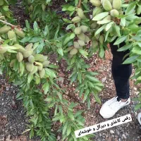 فروش نهال بادام و گردو دیرگل|خدمات باغبانی و درختکاری|خمین, |دیوار