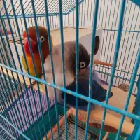 طوطی برزیلی نر و ماده جفت با قفس|پرنده|کرج, شهرک یاس جنوبی|دیوار