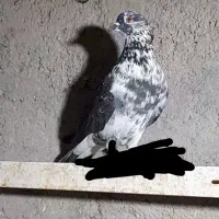 کفتر گمشده لرستان
