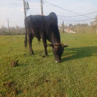 دو راس ورزا سرشاخ میزان|حیوانات مزرعه|سیاهکل, |دیوار