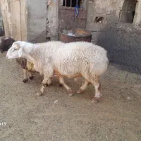 قوچ دورگ چینی
