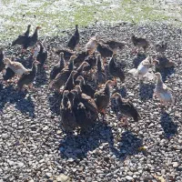 جوجه بوقلمون