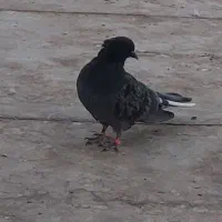 کبوتر گمشده